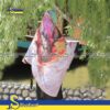 روسری کد8101021 - تصویر 3